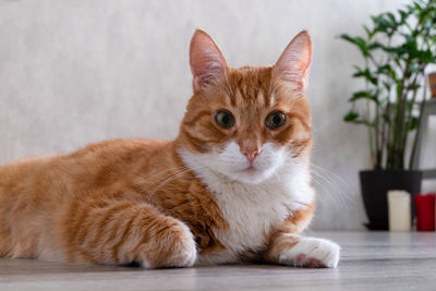 Portrait of ginger cat relaxing against wall