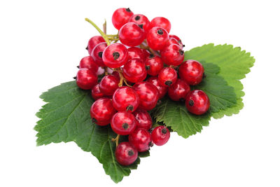 Close-up of red berries against white background