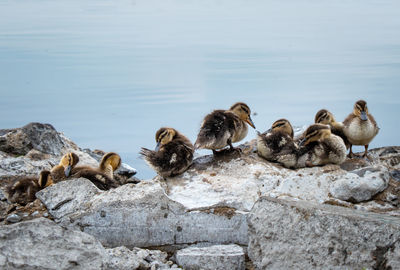 Flock of birds on rock by lake