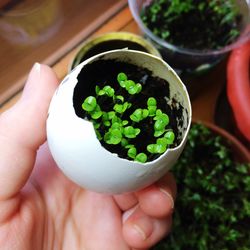 Cropped image of person hand holding saplings in eggshell at home