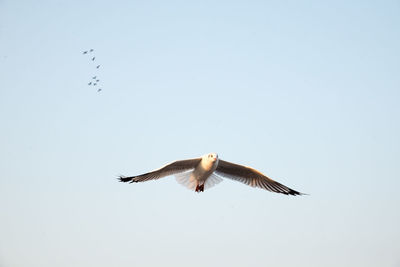 Low angle view of eagle flying in sky