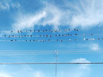 Low angle view of birds flying against sky