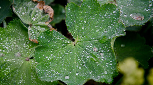 Close-up of water drops on plant