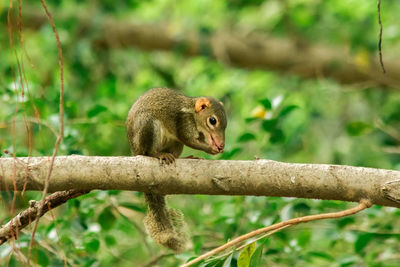 Northern treeshrew on a branch. 