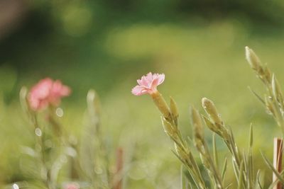 Close-up of pink flowering plants on field