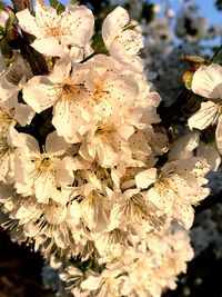 Close-up of white flowers on tree