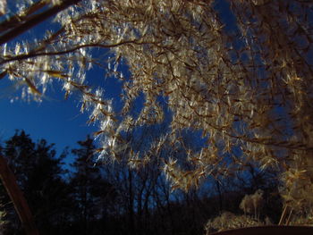 Low angle view of trees against sky at night