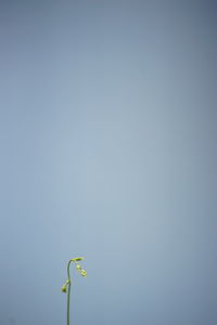 Close-up of plant against clear sky