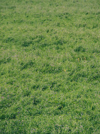 View of grassy field