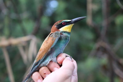 Close-up of a bird perching on hand