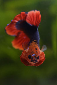 Close-up of orange fish in sea