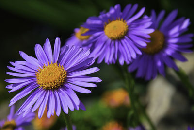 Close-up of purple flower