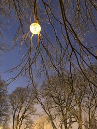 Low angle view of bare tree against sky at night