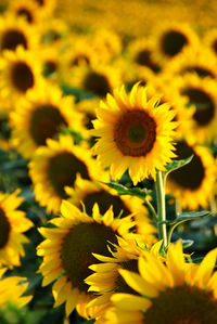 Close-up of yellow flowering plant