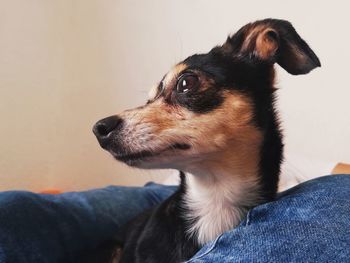 Close-up of dog looking away