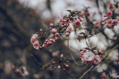 Close-up of pink cherry blossom