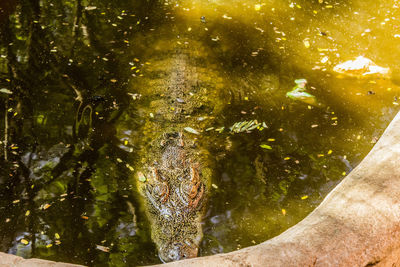 Close-up of turtle on tree trunk by sea