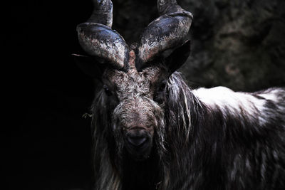 Close-up portrait of a horse
