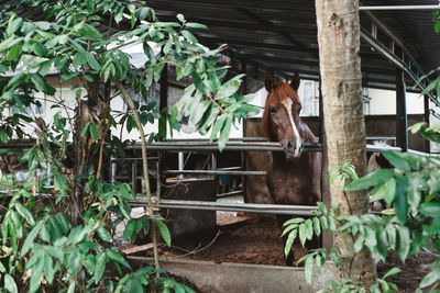 Horse in stable