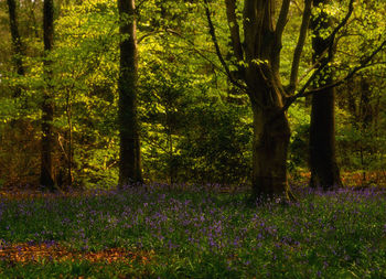Trees and plants in forest