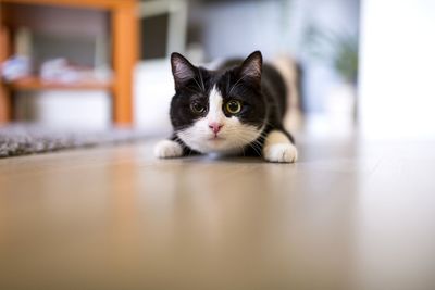 Portrait of cat at home