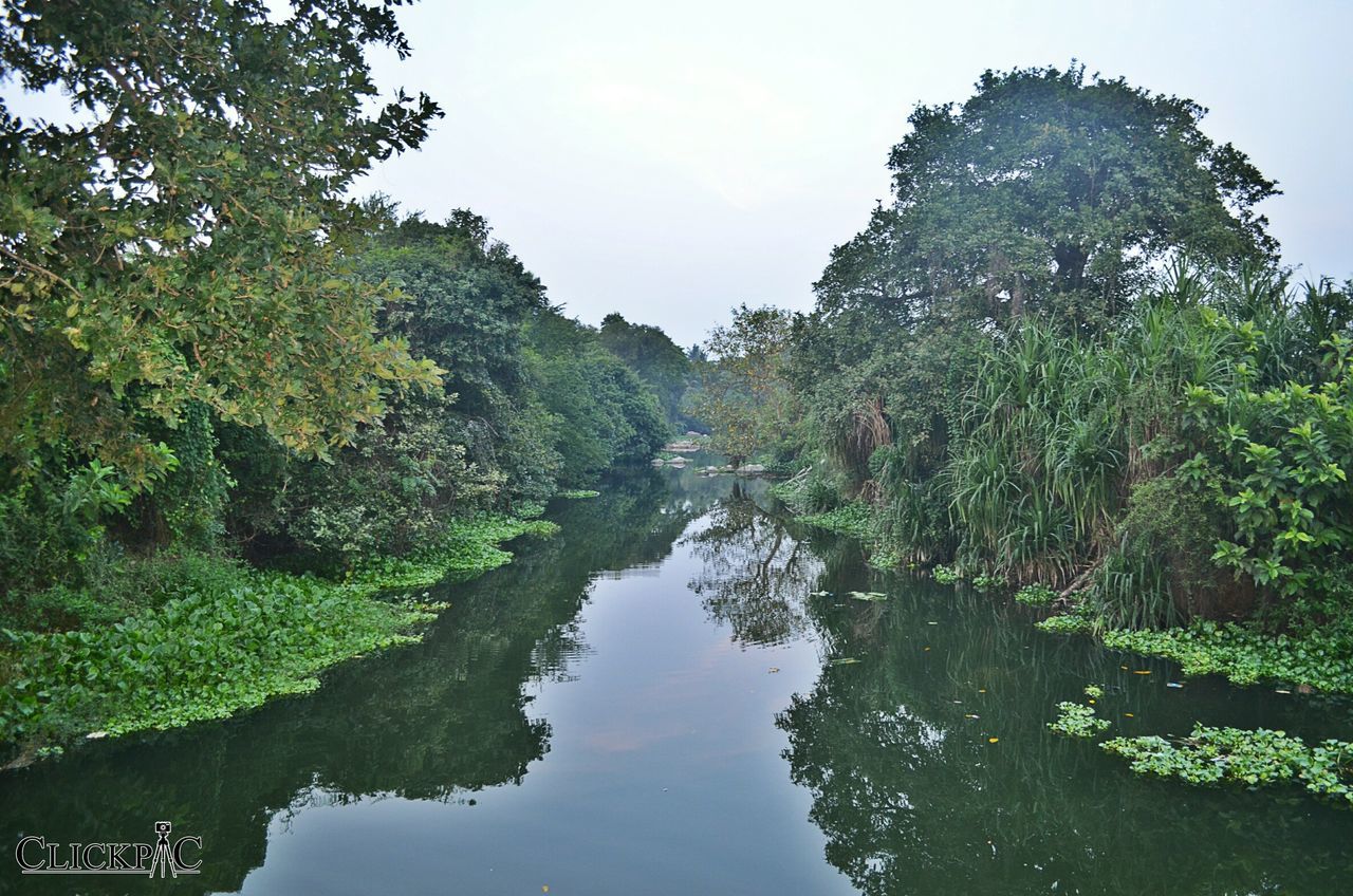 water, tree, reflection, tranquility, tranquil scene, scenics, beauty in nature, nature, sky, green color, growth, lake, waterfront, river, idyllic, standing water, day, non-urban scene, outdoors, no people