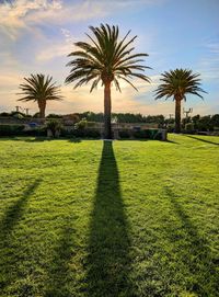 Palm trees on field
