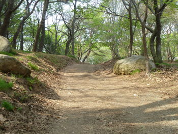 Road amidst trees in forest