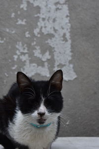 Close-up portrait of black cat against wall
