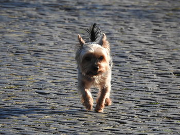 Yorkshire terrier walking on footpath