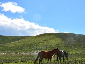 Horse grazing on field against sky