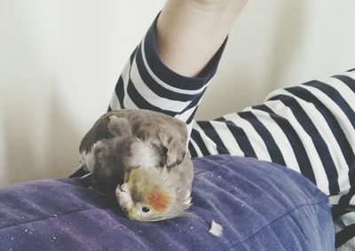 Midsection of person with cockatiel on sofa