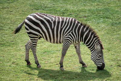 A zebra from the wild place project grazing on some grass 