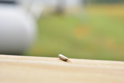 Close-up of grasshopper on wood