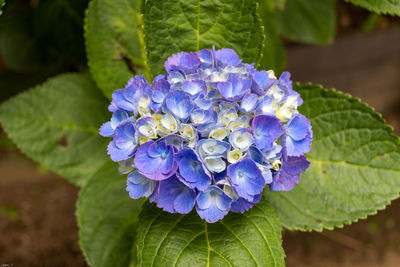 Close-up of purple flowering plant