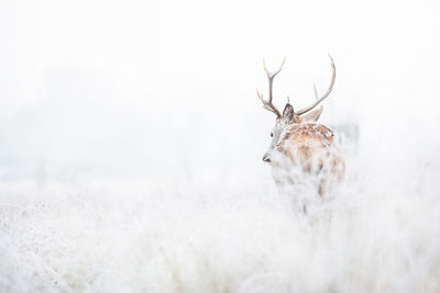 Deer walking on snow covered field at richmond park