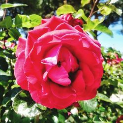 Close-up of pink flower blooming outdoors