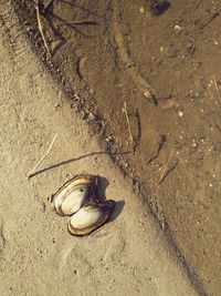 High angle view of crab on sand