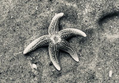 Black and white high angle view of starfish on beach