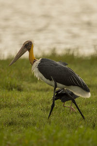 Side view of a bird on a field