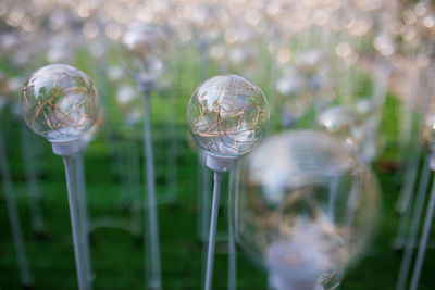 Close-up of glass flowers