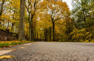 Surface level of road amidst trees in forest during autumn