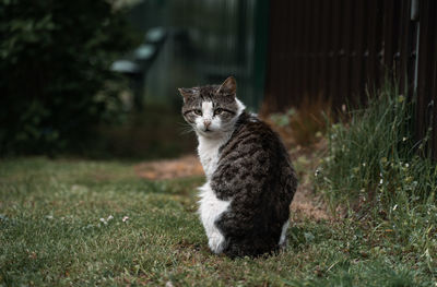 Portrait of a cat on field