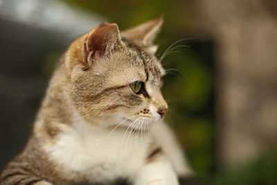 Close-up of a cat looking away