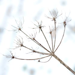 Close-up of dried plant