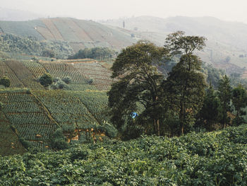 Scenic view of vineyard against sky