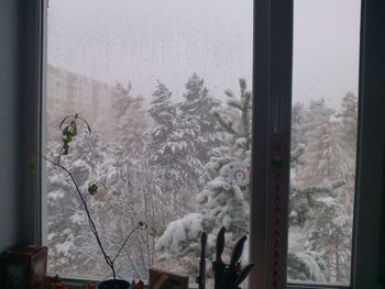 Trees seen through glass window during winter