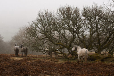 Fell ponies gazing in the mist near trees