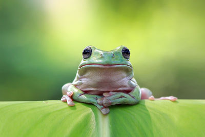 Close-up portrait of lizard