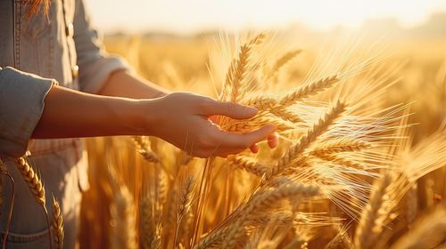 Cropped hand of man holding wheat